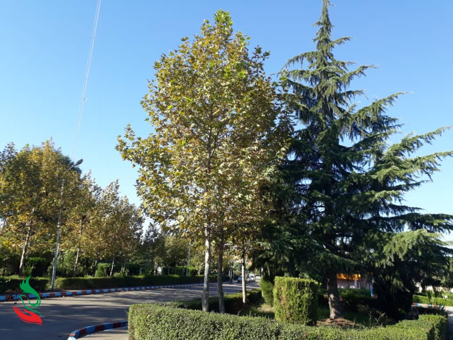 گزارش تصویری از طبیعت زیبای موسسه‌ ایثار مازندران